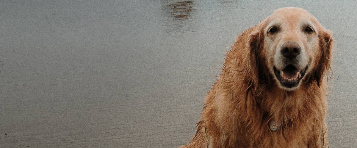The Golden Age Project Making The Golden Years Brighter For Aging Dogs Morris Animal Foundation