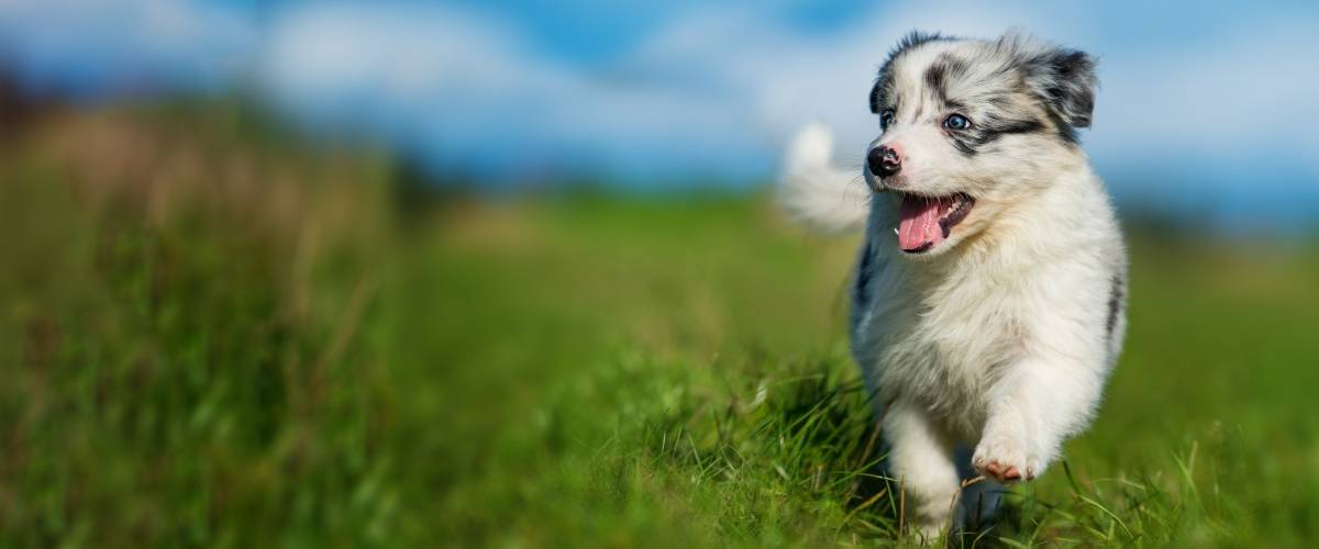 How Do I Prepare For Adopting A Puppy