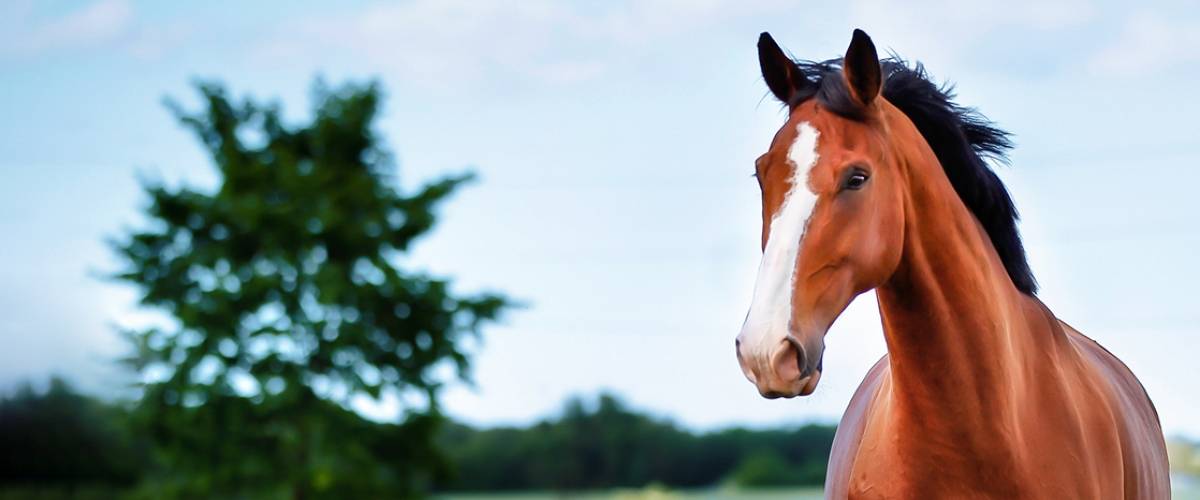 Horse in a field