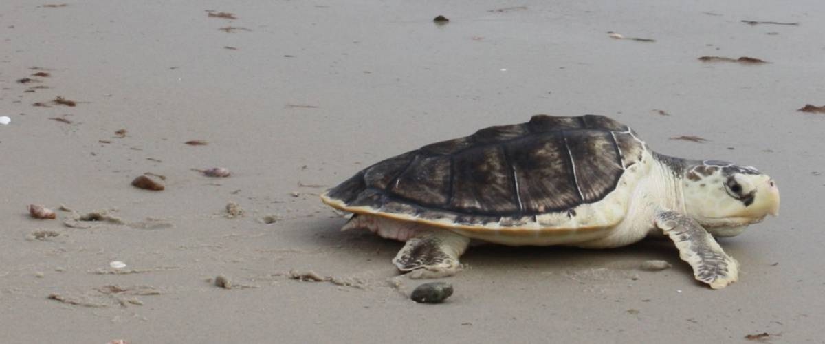 Sea turtle in the sand