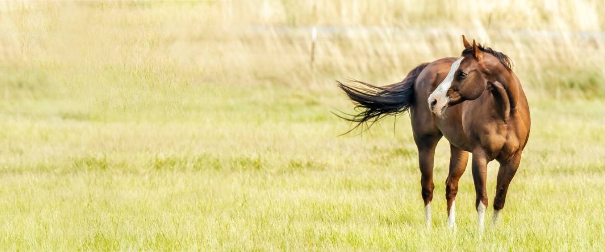 Horse in a field