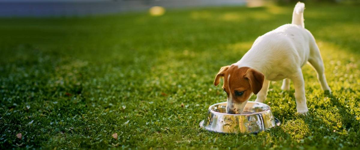 Dog with food bowl