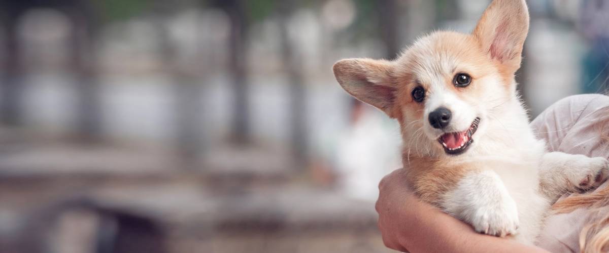 Morris Animal Foundation Launches Stop Cancer Furever Campaign Morris Animal Foundation Launches Stop Cancer Furever Campaign