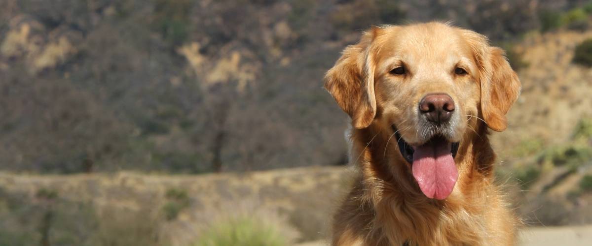 Parker Golden Retriever