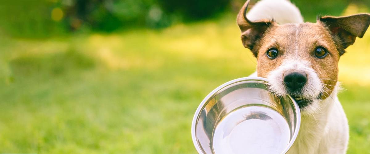 Dog carrying a bowl