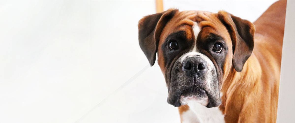 Boxer