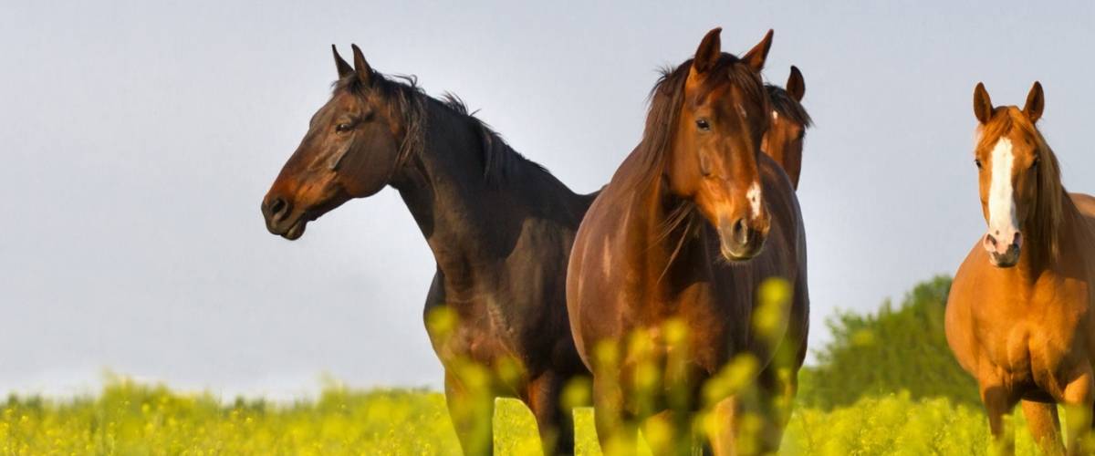 Horses in a field