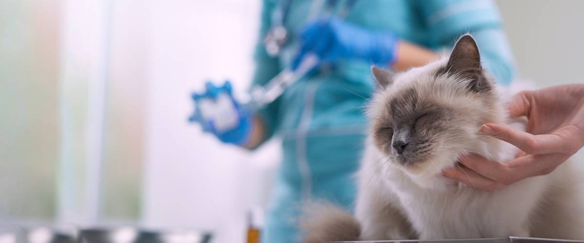 Cat with veterinarian