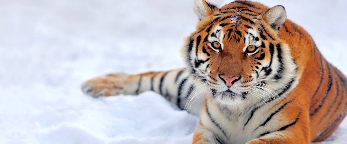 Tiger in the Snow