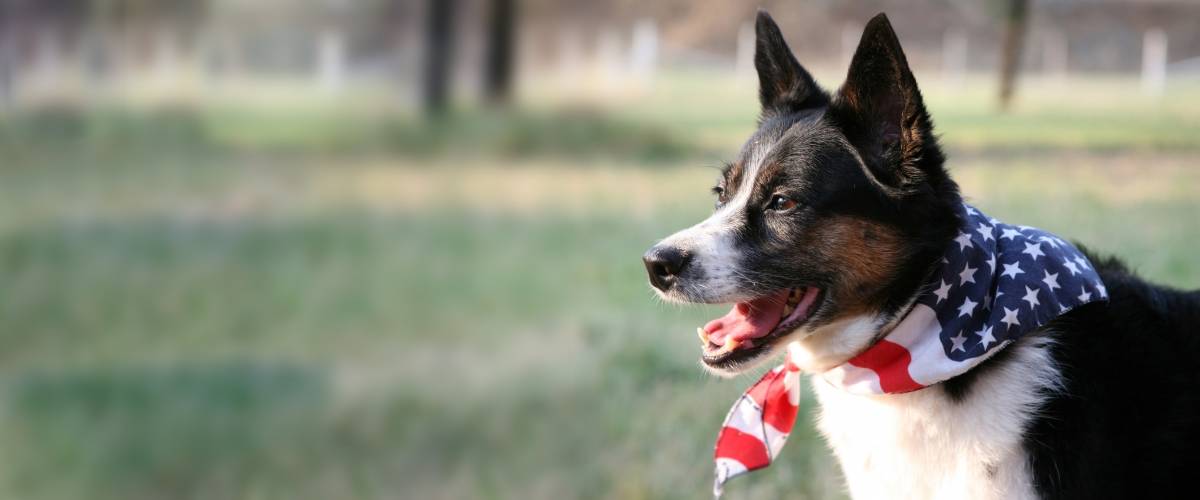 Dog with American flag bandana