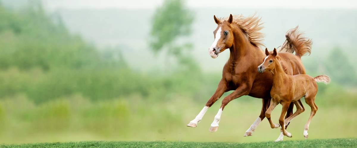 Horse & Foal