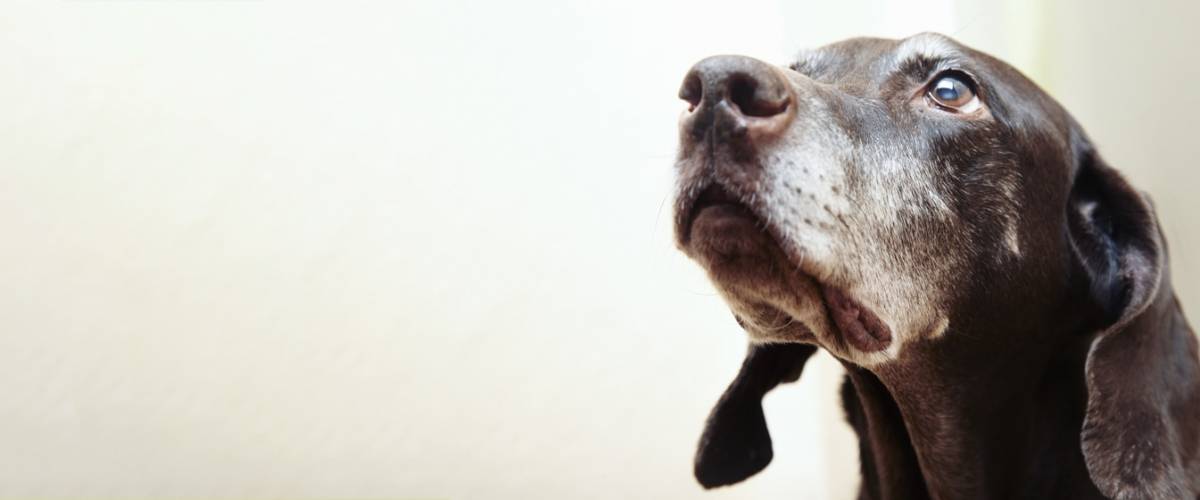 Old dog