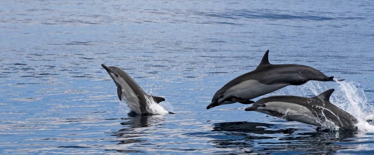 Dolphins jumping out of the water