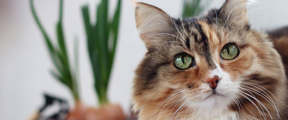 Cat laying in front of a plant