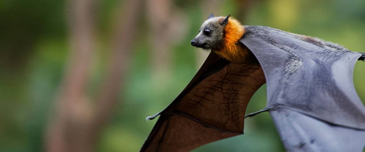 Bat flying