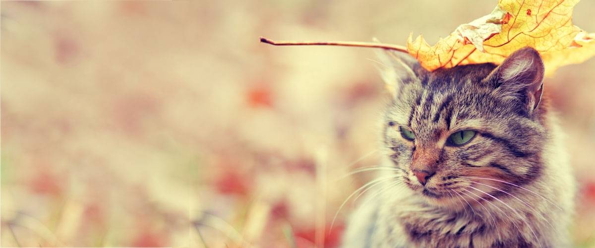 Cat in fall leaves