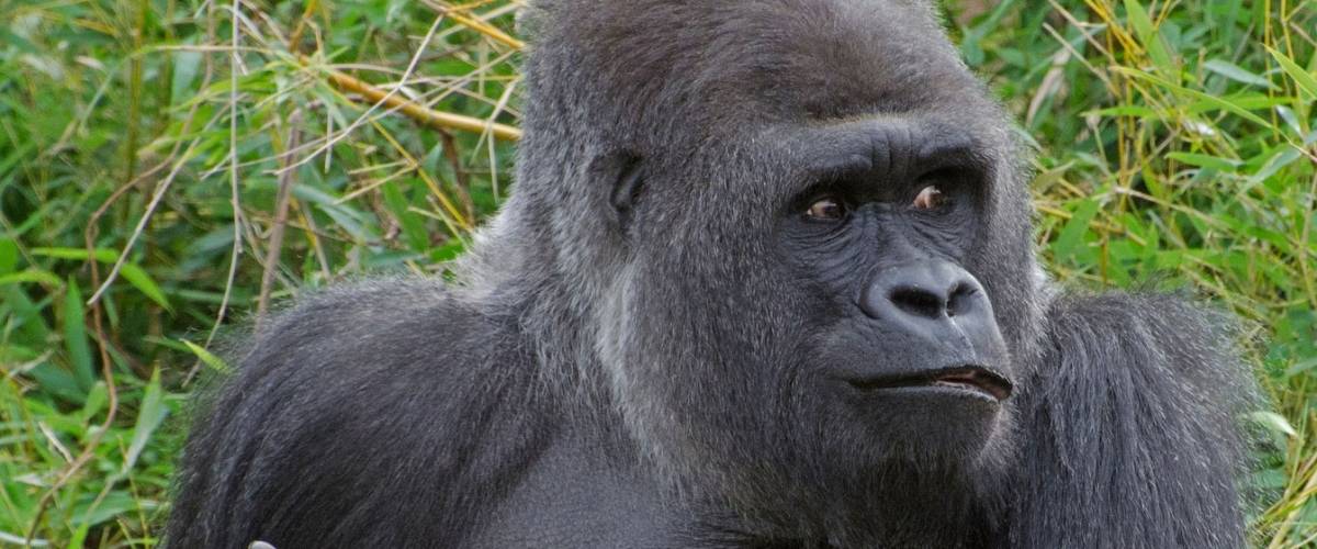 Mountain gorilla