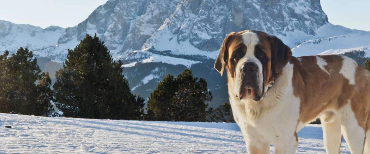 Saint Bernard in the snow