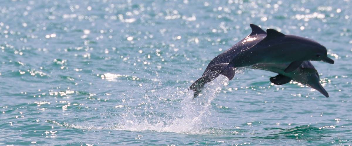 Dolphins jumping out of the water