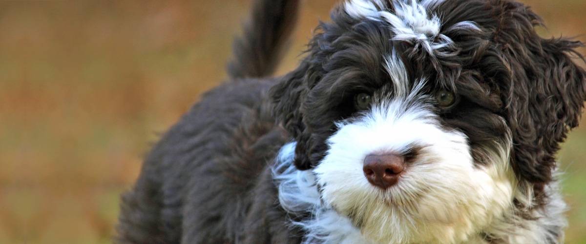 Fluffy black and white dog