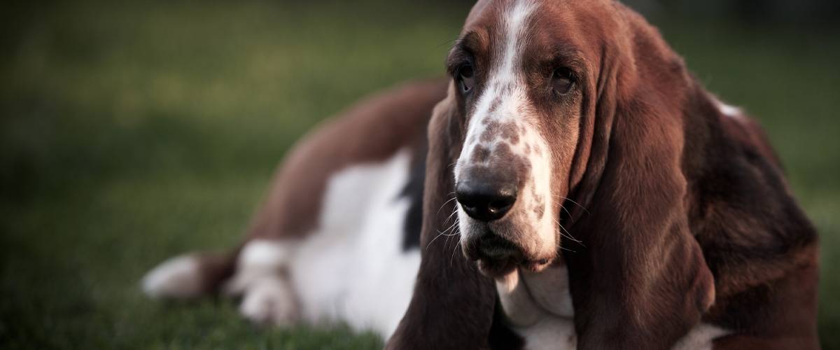 Basset Hound