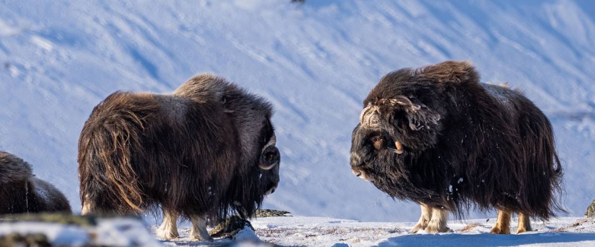 Musk Oxen