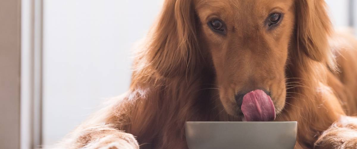 Dog licking a food bowl