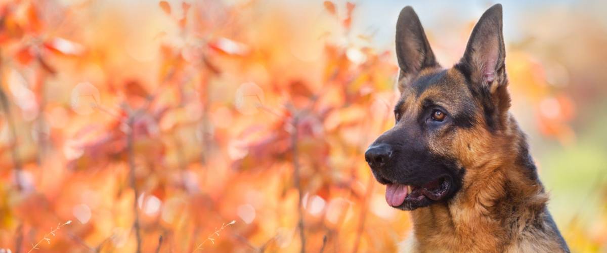 German shepherd dog next to autumn leaves