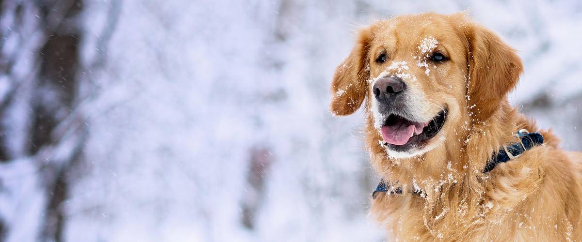 Golden Retriever in the snow