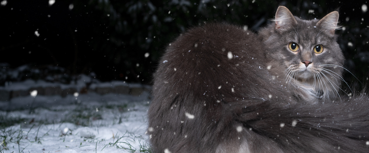 Cat in the snow