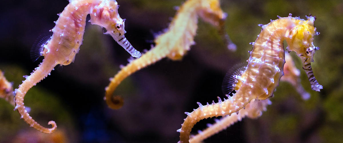 Seahorses in the ocean