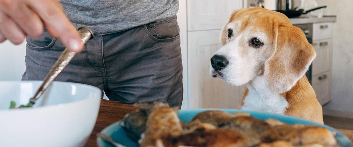 dog watching owner bake
