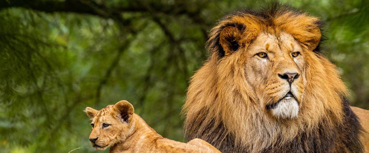 Adult lion with a cub