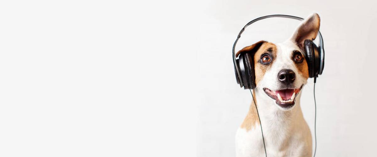 Dog with headphones on