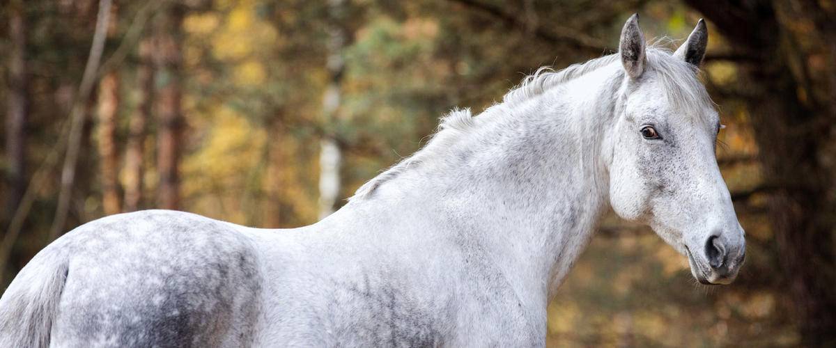 White horse in the woods