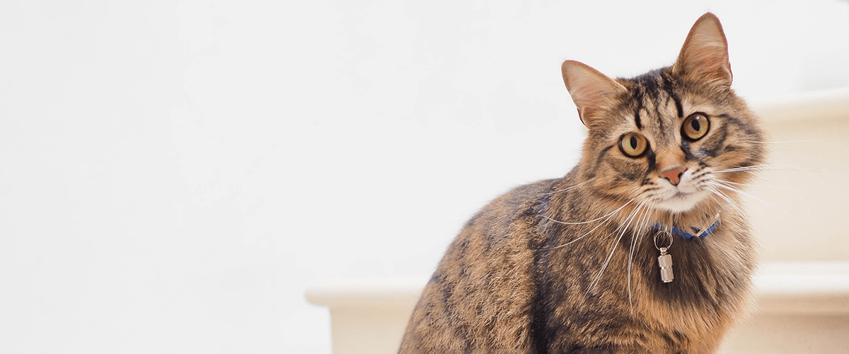 Keep You Cat Healthy And Happy | Morris Animal Foundation