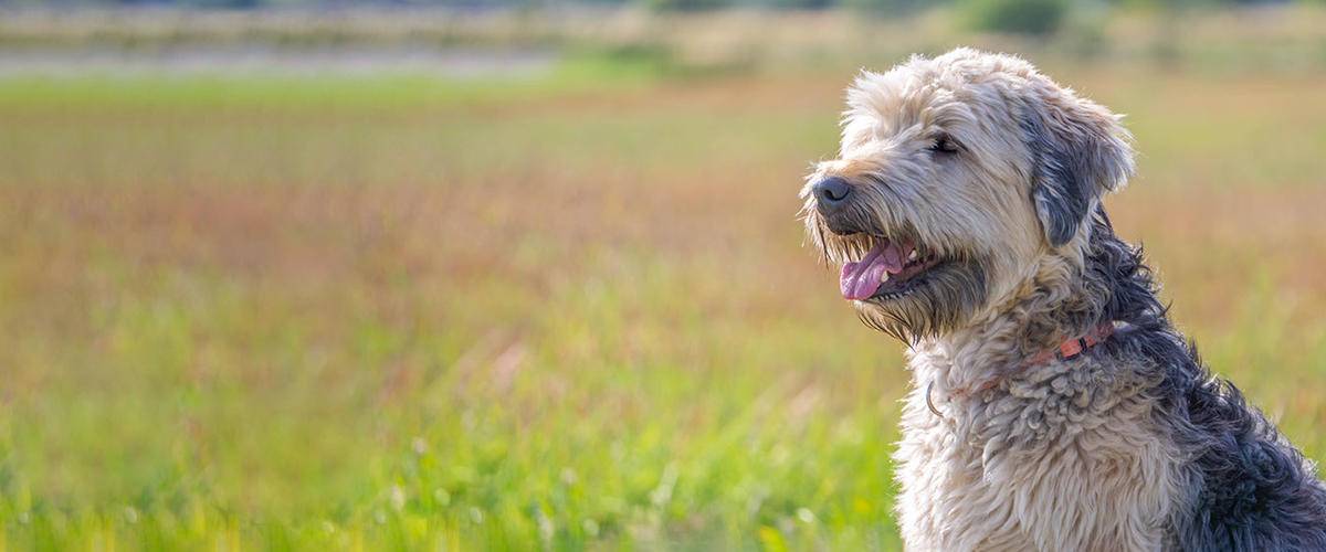 dog sitting in filed