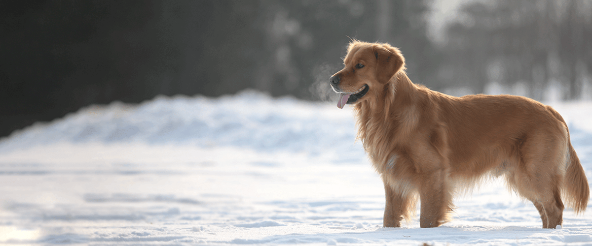 dog in the snow