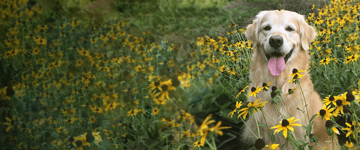 dog sitting in a field