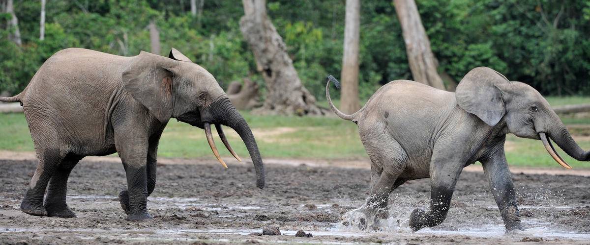 African Forest Elephants