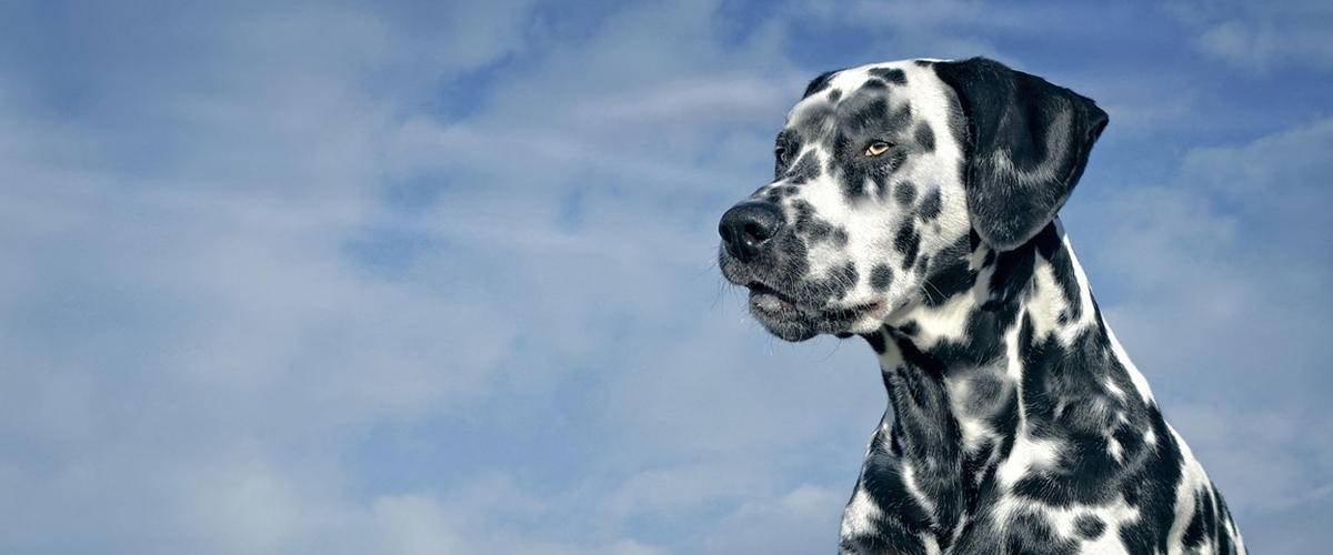 Dalmatian