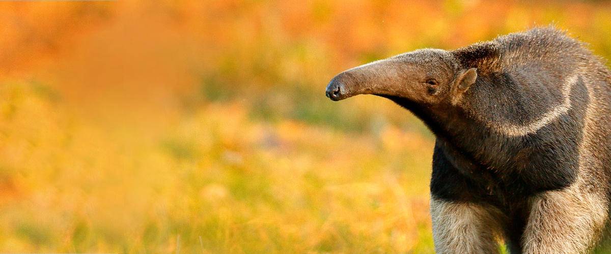 Anteater