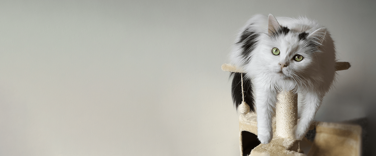 cat on scratcher