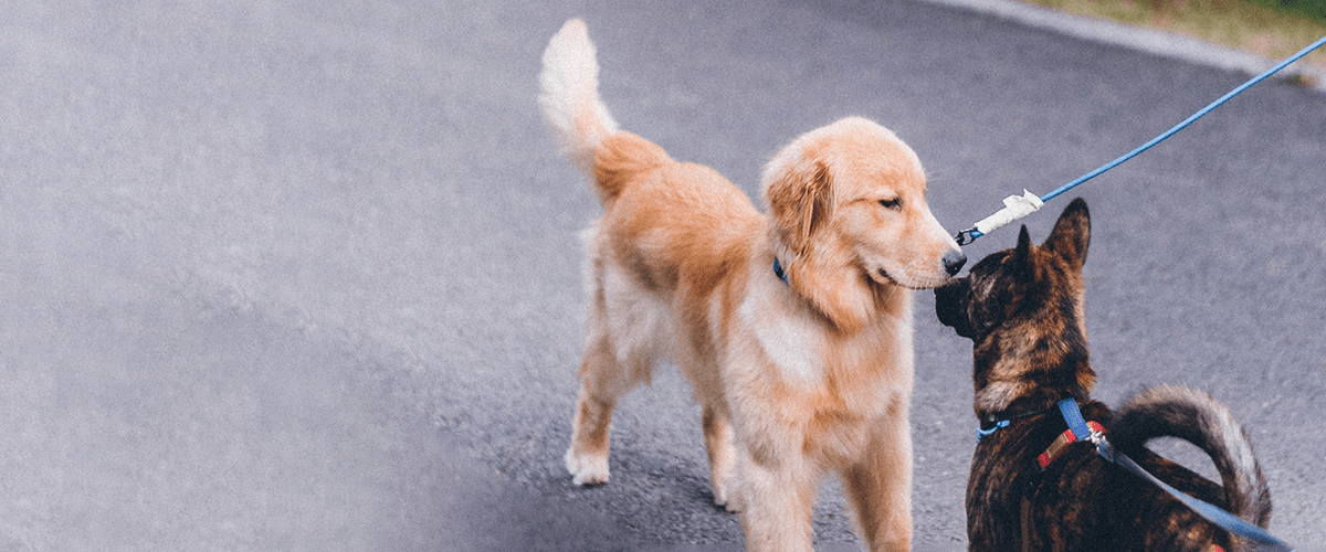 two dogs on a leash