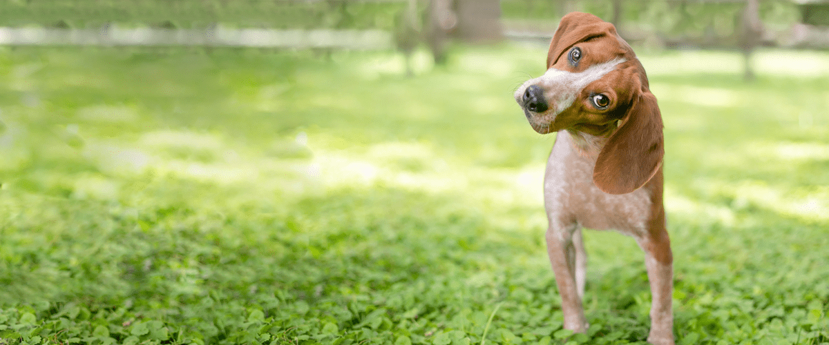 dog in field