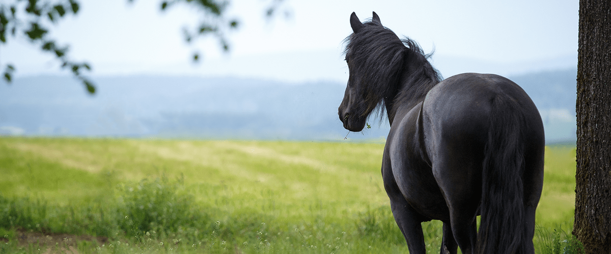 Horse n field 