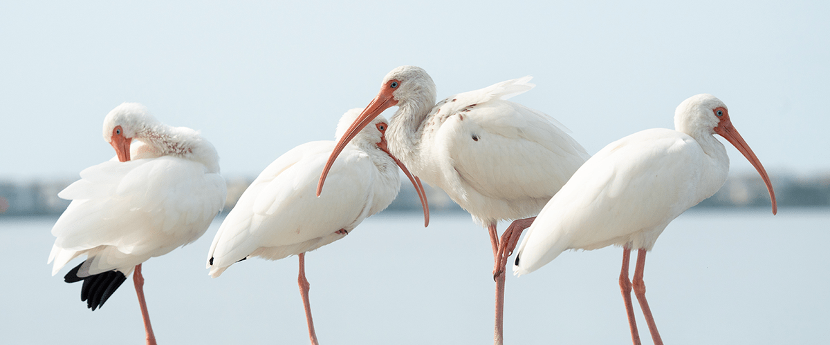 white ibis