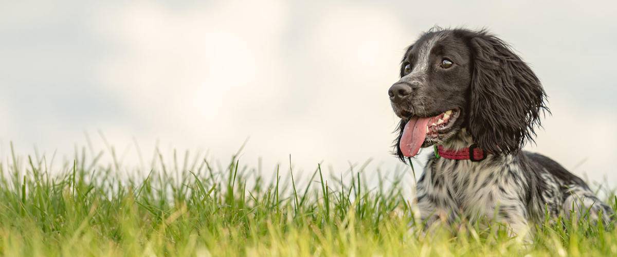 dog laying in grass