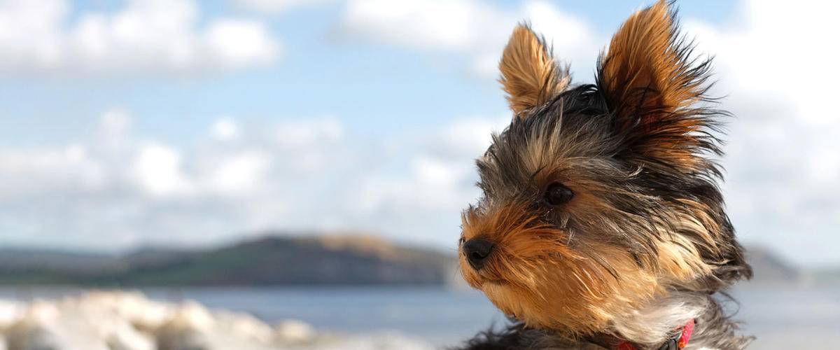 Yorkie sitting