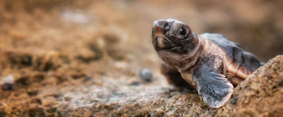 Baby sea turtle